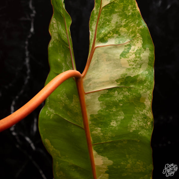Philodendron billietiae variegated (A15)