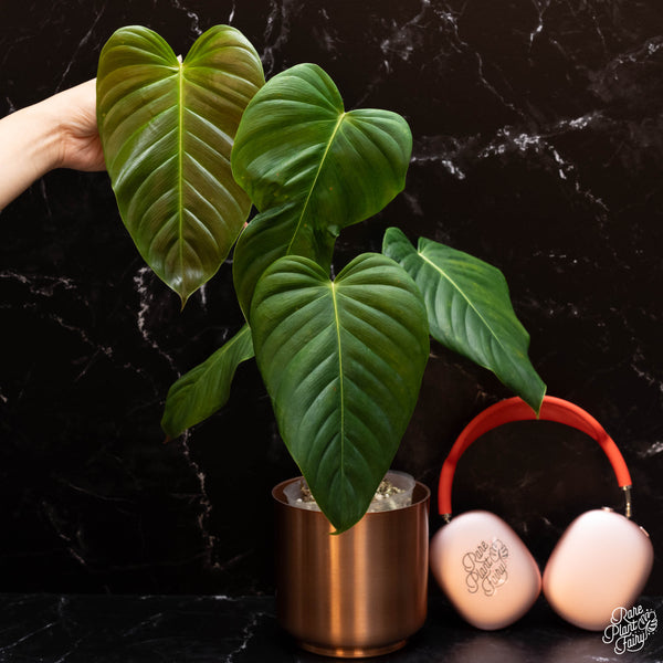 philodendron grandipes mature Philodendron grandipes *Grower's Choice*
