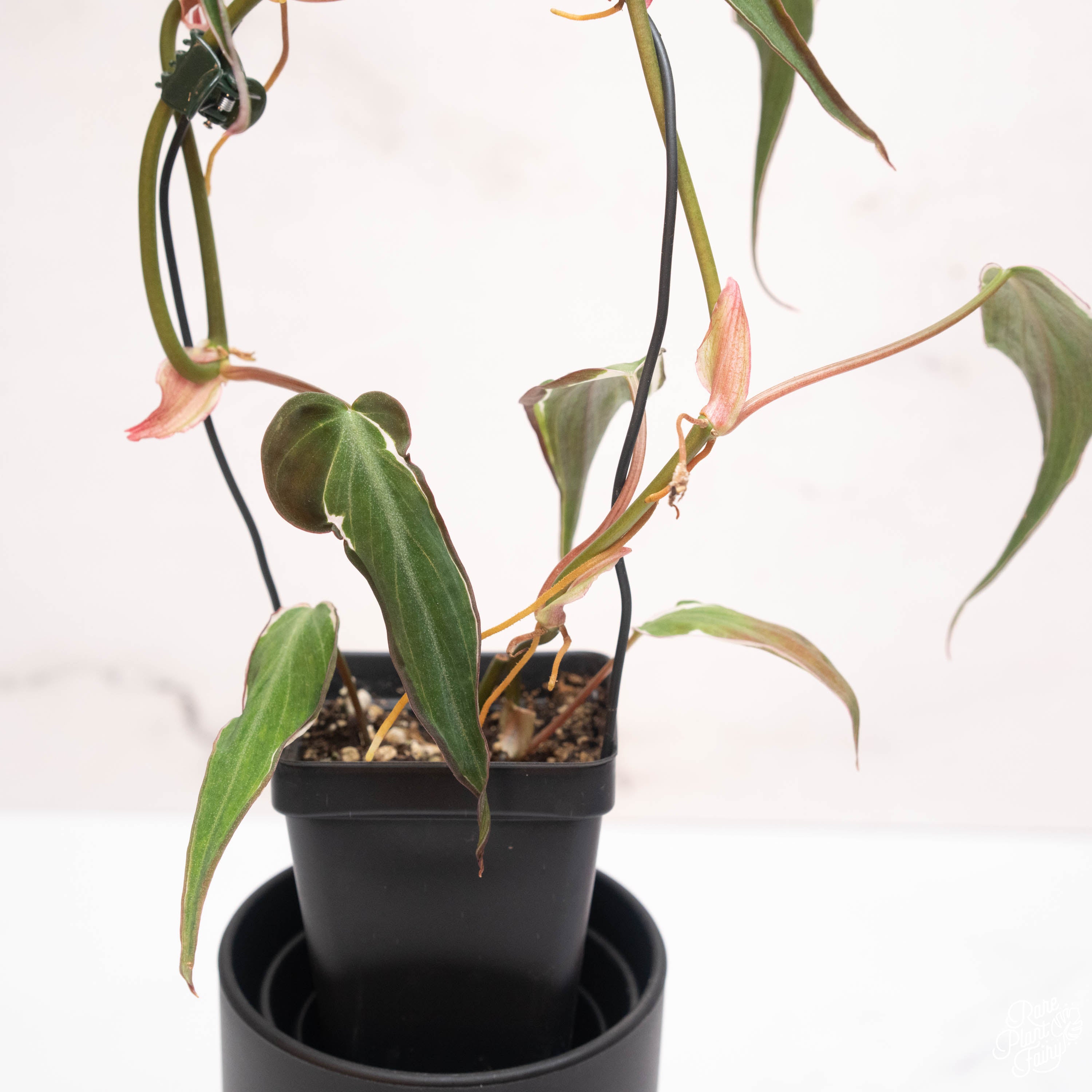 philodendron halo micans Philodendron Micans Variegated 'Velvet Halo' *Grower's Choice* Starter
