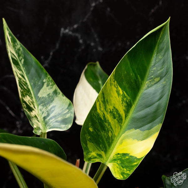 Philodendron 'Green Congo' variegated (A15) *true species*