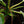 Load image into Gallery viewer, Philodendron &#39;Green Congo&#39; variegated (A15) *true species*

