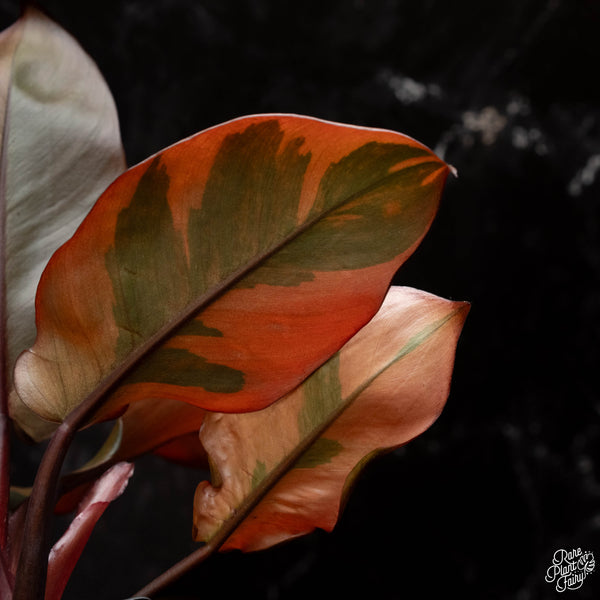 Philodendron 'Black Cardinal' variegated (A15)