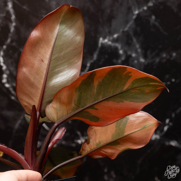 Philodendron 'Black Cardinal' variegated (A15)