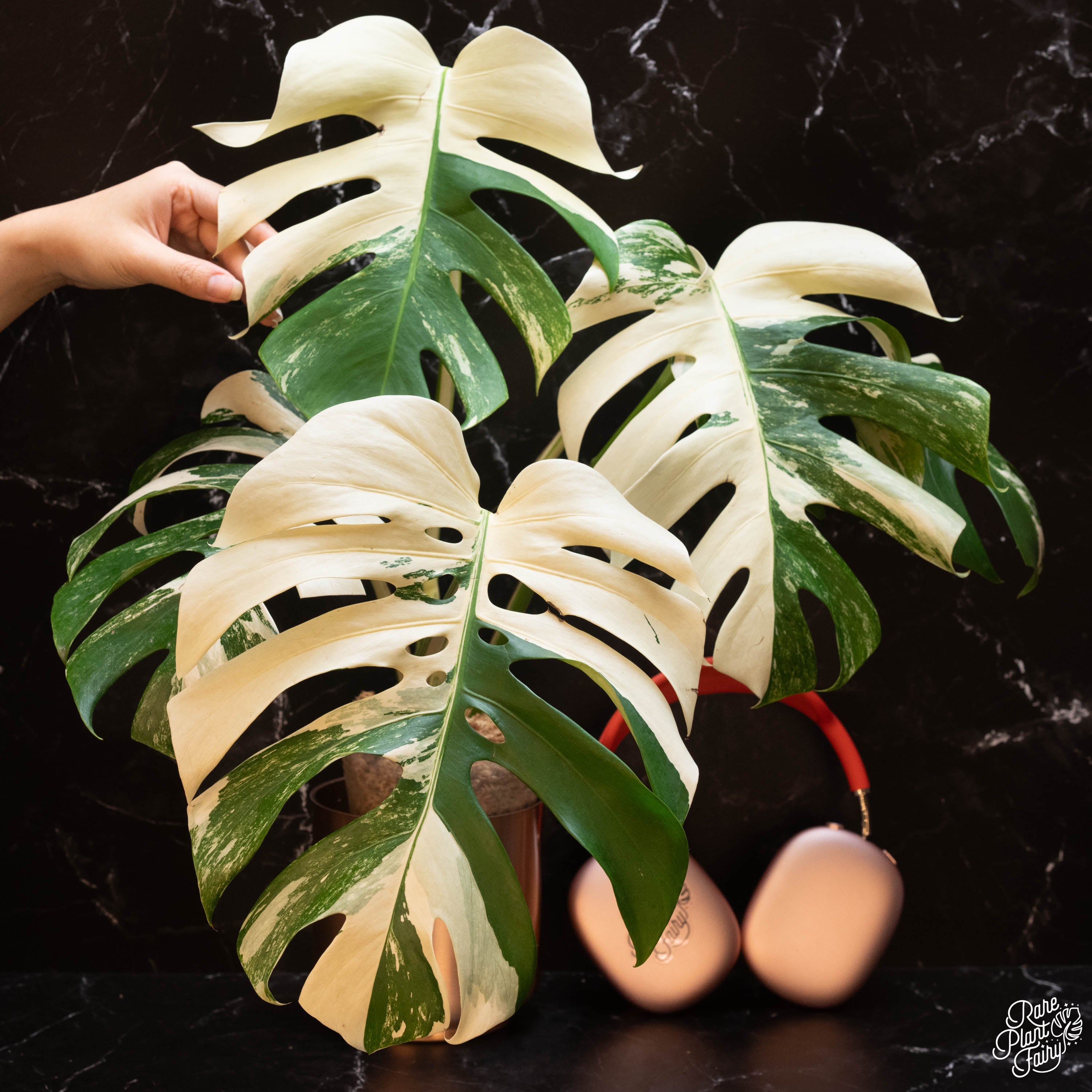 highly variegated monstera albo Monstera Deliciosa Albo Variegated (Small Form/Borsigiana) *Grower's Choice*