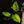Load image into Gallery viewer, Monstera karstenianum &#39;Peru&#39; variegated (A15)
