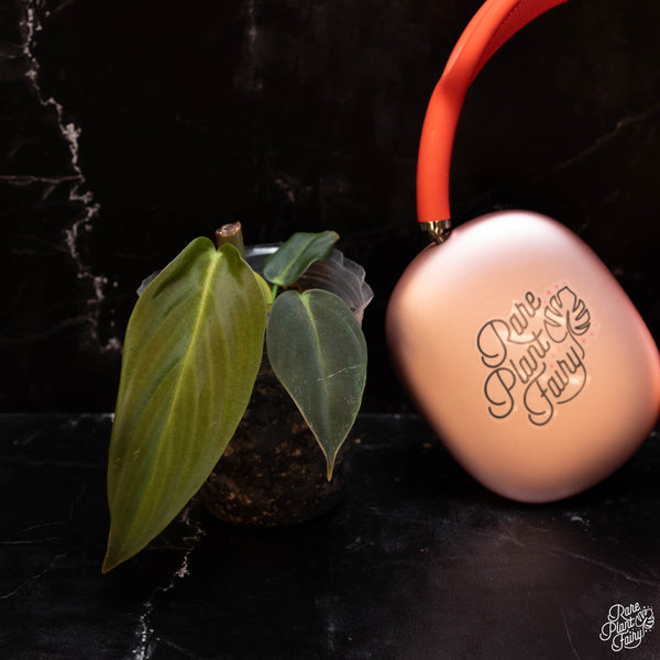 Philodendron gigas *Grower's choice*