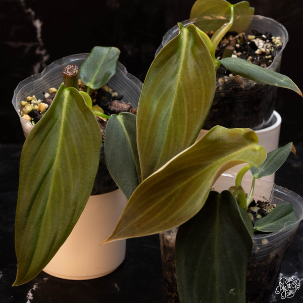 Philodendron gigas *Grower's choice*