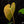 Load image into Gallery viewer, Anthurium andraeanum variegated hybrid (A15)
