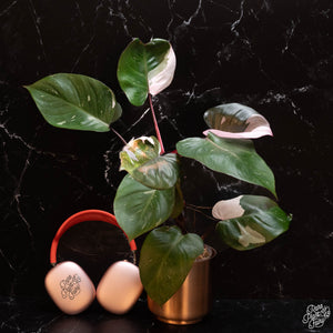 Philodendron 'Red Anderson' *Grower's Choice*