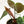 Load image into Gallery viewer, Philodendron &#39;El Choco Red&#39; (37A)
