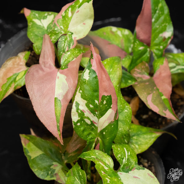 Syngonium 'Red Spot Tricolor' *Grower's choice*