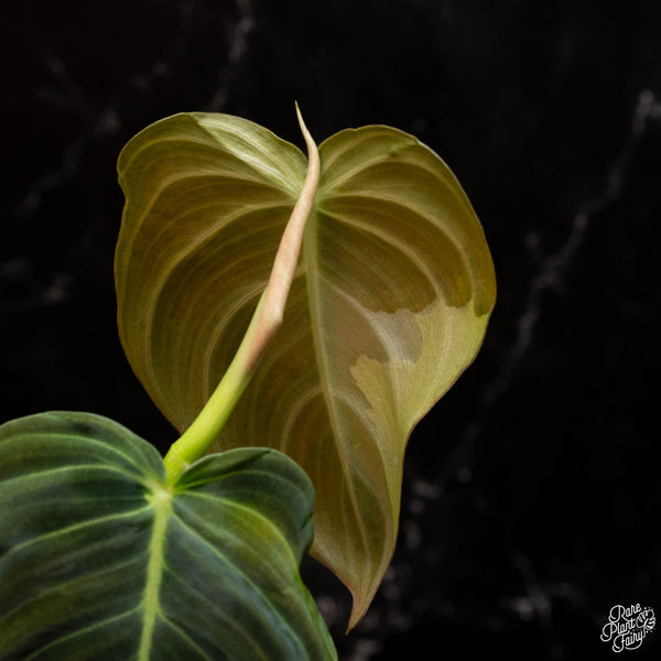 Philodendron melanochrysum variegated (A15)