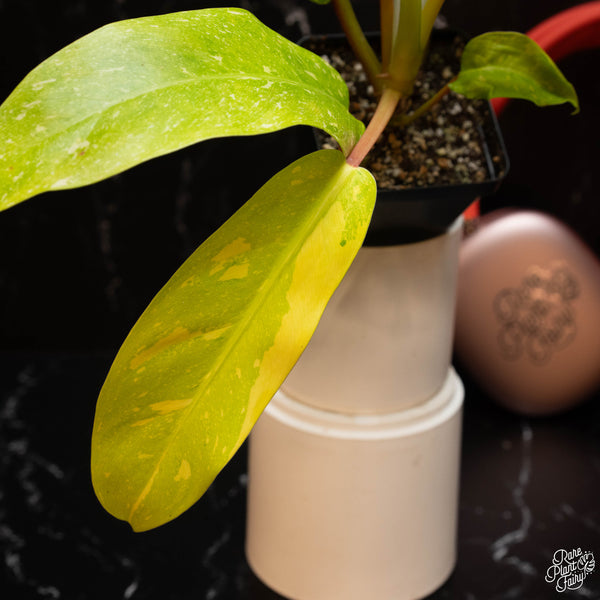 Philodendron 'Golden Goddess' marble variegated (A15)