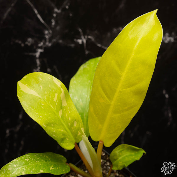 Philodendron 'Golden Goddess' marble variegated (A15)