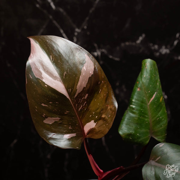 Philodendron 'Red Anderson' (B15)