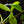 Load image into Gallery viewer, Philodendron &#39;Bette Waterbury&#39; 69686 (A15)
