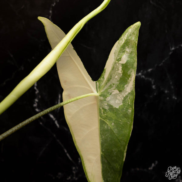 Alocasia longiloba albo variegated (A15) *large leaves*