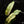 Load image into Gallery viewer, Epipremnum giganteum variegated (A15) *large leaves*
