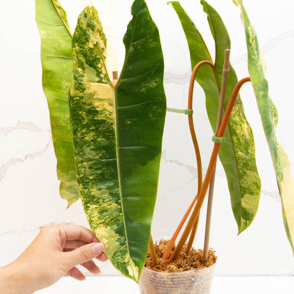 Philodendron billietiae variegated (38A) *large leaves*