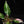 Load image into Gallery viewer, Philodendron White Princess (A15) *white and pink variegation*
