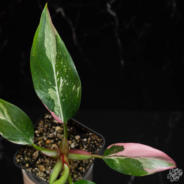 Philodendron White Princess (A15) *white and pink variegation*