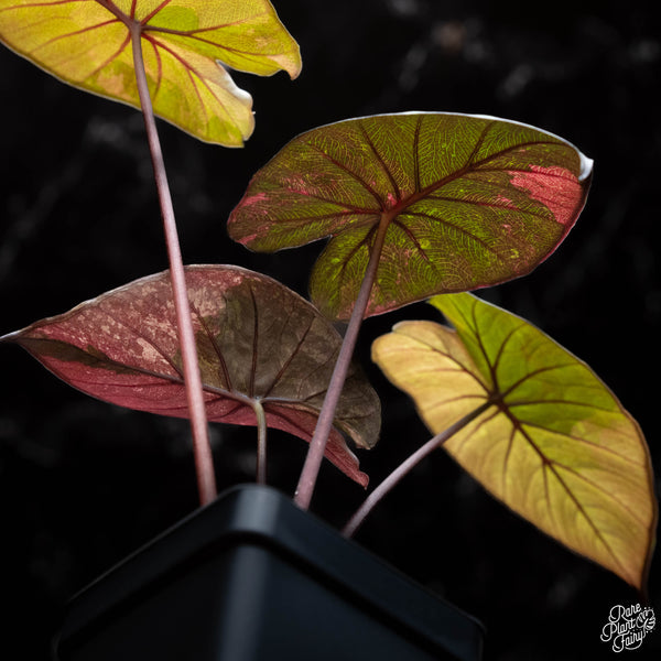Alocasia serendipity pink variegated (A37) – Rare Plant Fairy 