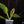 Load image into Gallery viewer, Philodendron White Princess (A15) *white and pink variegation*
