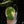 Load image into Gallery viewer, Scindapsus pictus &#39;Mangurai&#39; variegated (B15)
