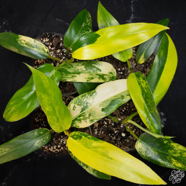 Philodendron domesticum variegated starter *Grower's choice*