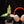 Load image into Gallery viewer, Alocasia lauterbachiana albo variegated (A15)
