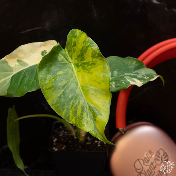 Alocasia odora ‘Gageana’ aurea variegated *Grower's choice*