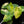 Load image into Gallery viewer, Alocasia odora ‘Gageana’ aurea variegated *Grower&#39;s choice*
