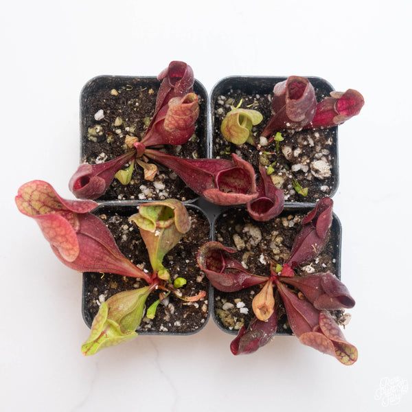 Sarracenia purpurea carnivorous plant  *Grower's choice*