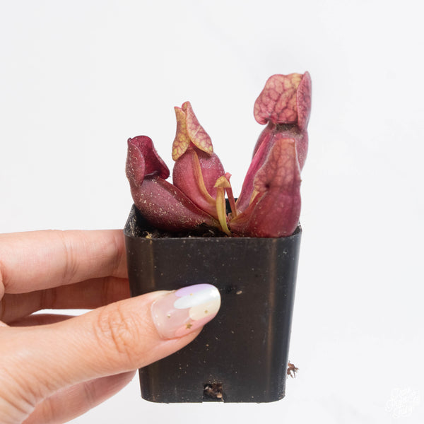 Sarracenia purpurea carnivorous plant  *Grower's choice*