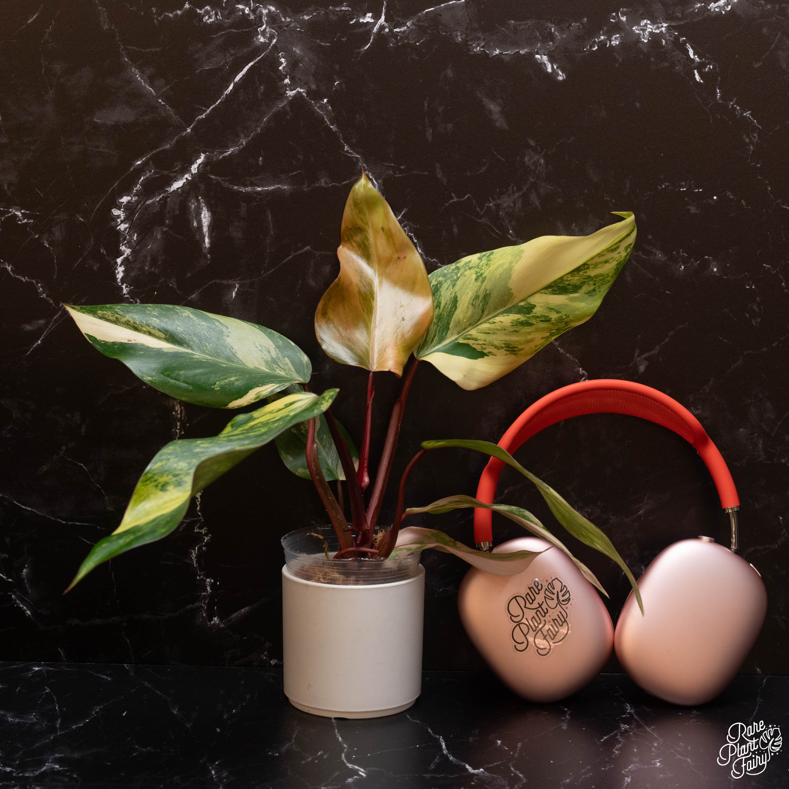 philodendron strawberry milkshake Philodendron 'Strawberry Shake' *Grower's Choice* – Rare Plant Fairy
