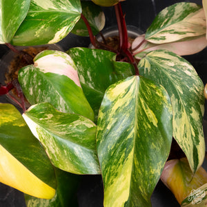 Philodendron 'Strawberry Shake' *Grower's Choice*