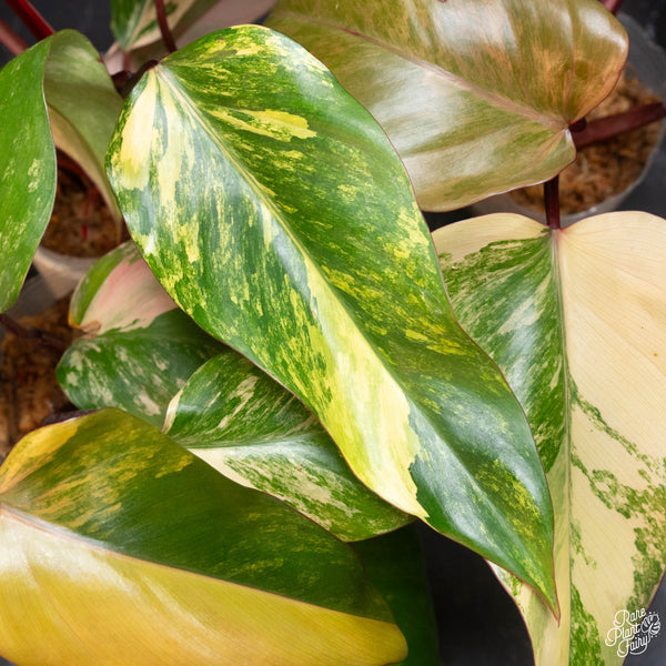 Philodendron 'Strawberry Shake'  *Grower's choice*