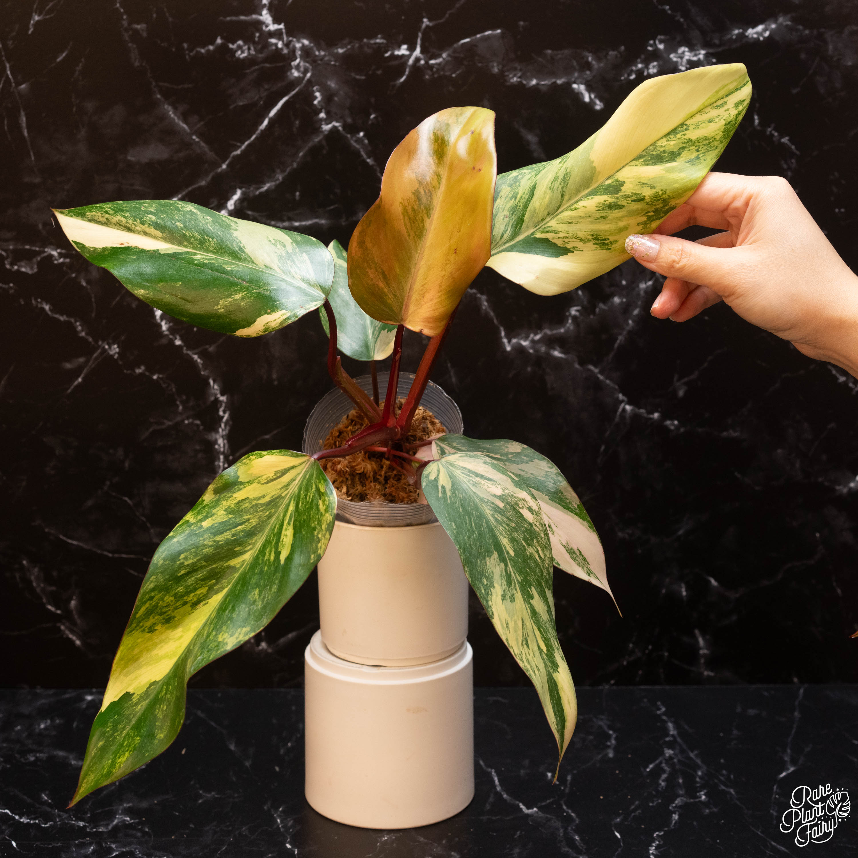 philodendron strawberry shake tissue culture Philodendron 'Strawberry Shake' *Grower's Choice*