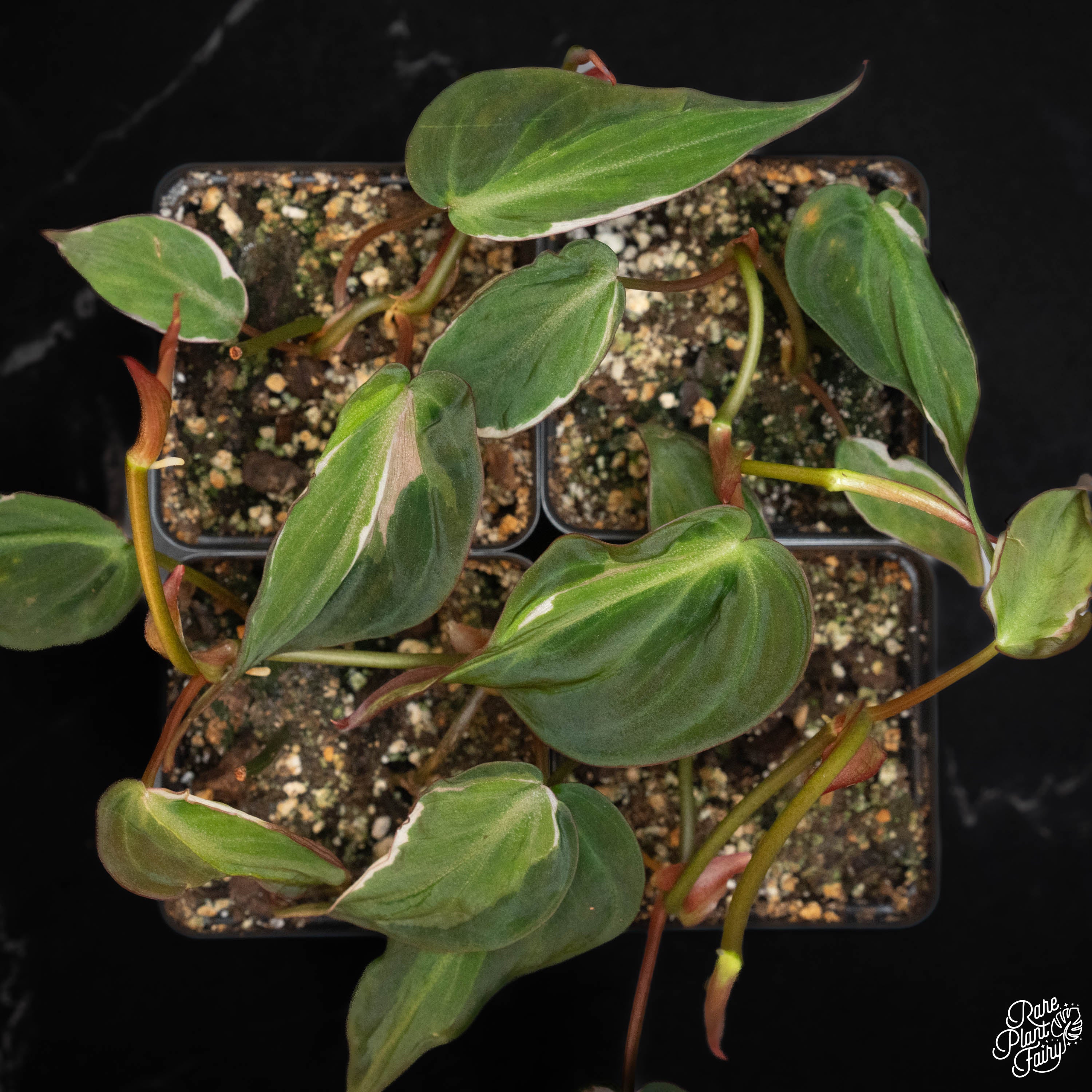 is philodendron micans rare Philodendron Micans Variegated 'Velvet Halo' *Grower's Choice* Starter