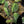 Load image into Gallery viewer, Philodendron micans variegated &#39;Velvet Halo&#39; starter *Grower&#39;s choice*
