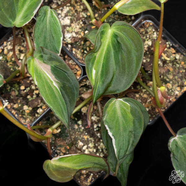 Philodendron micans variegated 'Velvet Halo' starter *Grower's choice*