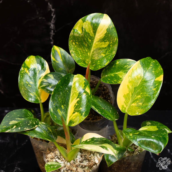 Philodendron 'Green Congo' "Nuclear" variegated *Grower's choice*