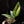Load image into Gallery viewer, Monstera standleyana aurea variegated *Growers choice*
