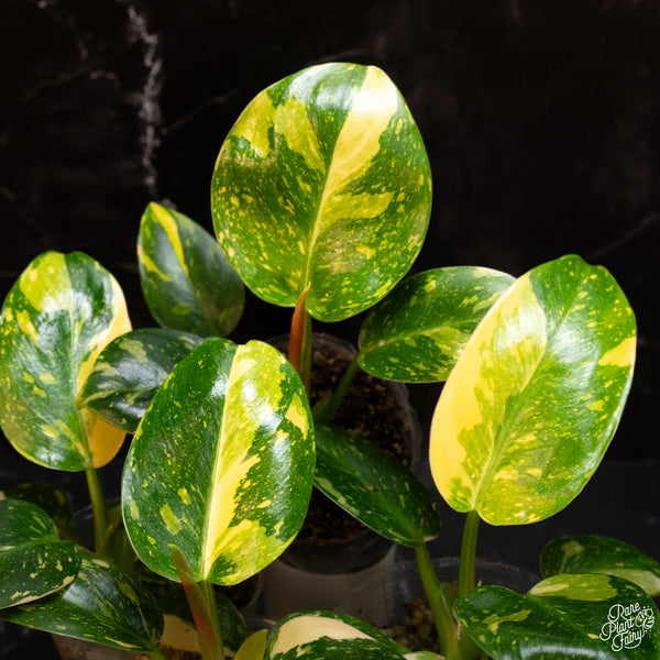Philodendron 'Green Congo' "Nuclear" variegated *Grower's choice*