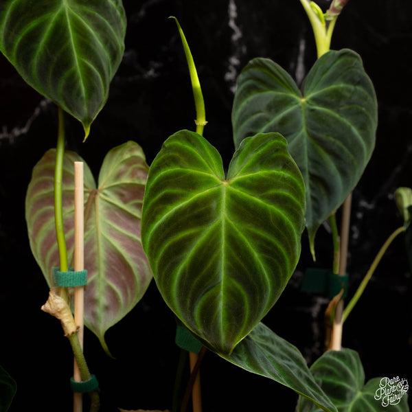 Philodendron verrucosum *Grower's choice*