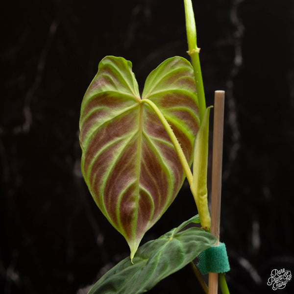 Philodendron verrucosum *Grower's choice*
