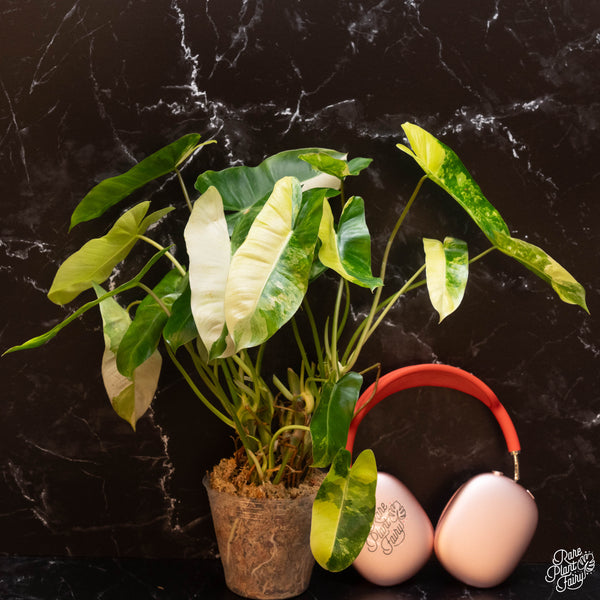 Philodendron 'Burle Marx' variegated *Grower's choice*