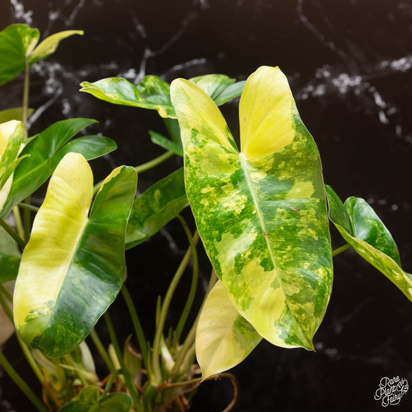 Philodendron 'Burle Marx' variegated *Grower's choice*