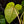 Load image into Gallery viewer, Philodendron billietiae x gloriosum *Grower&#39;s choice*
