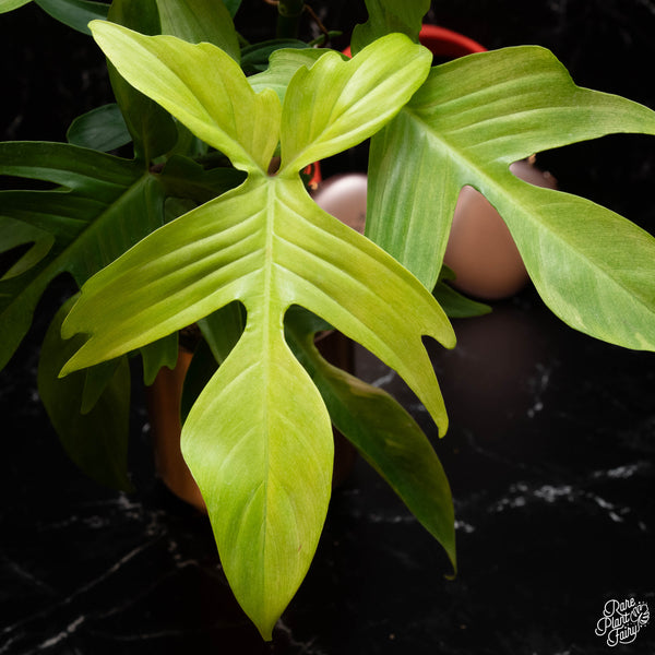 Philodendron 'Florida Ghost' *large leaves *Grower's choice*